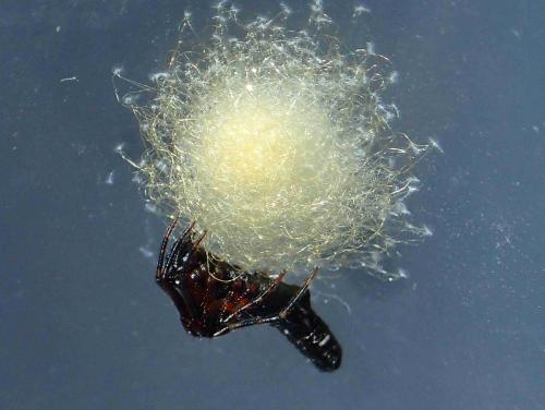 Cyclosa bifida